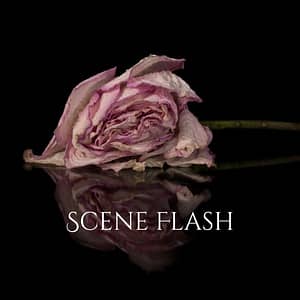 dying pink rose on black shiny surface